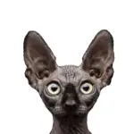 Кот Костян. RU