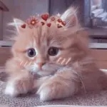 милые котики животные