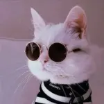 Кошки 🐈