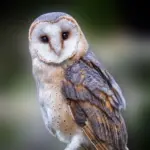 Совушки 🦉