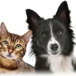 Котики ЮМОР для настроения + Советы Лайфхаки Выкройки